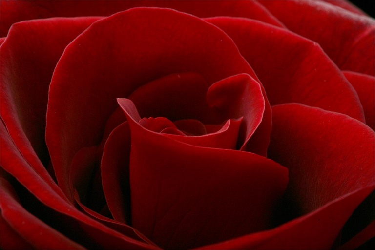 red-rose-side.jpg