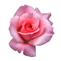 rose_pink_big2.jpg